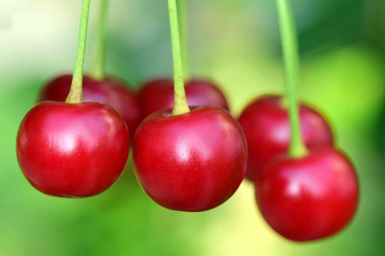 cherries, fruit, fruits